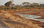 The zebra and the river.