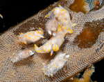 Polycera quadrilineata