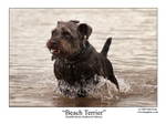 Beach Terrier