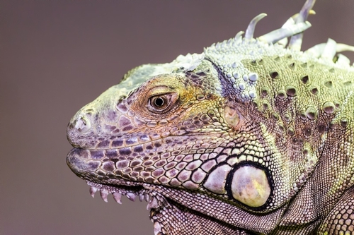 Crocodiles of the World