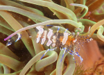 Periclimenes sagittifer