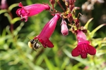 A Bee