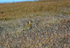 Golden Plover