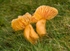 Meadow Waxcap