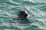 Seal popping up to day hello