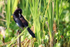 Common Grackle in sunshine, Venice Rookery, Florida