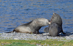 Fur seals fighting