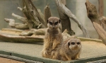 532 MEERKATS
