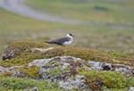 Arctic Skua