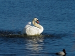 Mute Swan