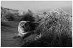 Grey Seal in Winter Dunes 3