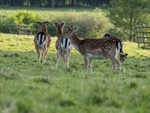 Fallow Deer
