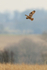 Short-eared Owl hovering, Hawling, Gloucestershire