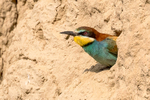 Bee-Eater