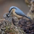 Nuthatch