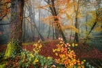 z4121 Autumn Mist, Greatwood Copse