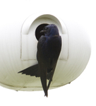 Purple Martin
