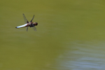 Broad-bodied Chaser (male) flying, side view, Dorset, UK