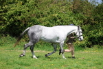 Class 20: Sports Horse portfolio