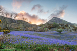 Rannerdale Bluebells