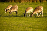 Fallow Deer - Farmland
