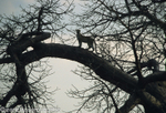 A leopard on a baobab tree