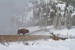 Bison in Habitat