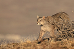 Puma Escacha emerges from bushes, Torres del Paine, Chile