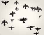 Pidgeons in Flight Salts mill