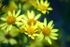 Yellow haze 2