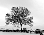 Wensleydale Yorkshire Dales England