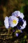 Boreal Jacob's Ladder 2483