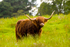 Highland Cow - 8795