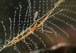 Pseudoprotella phasma