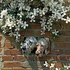 Two English Setters