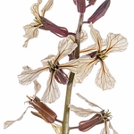 Rocket (Eruca sativa) MYN