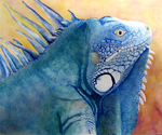 Lizard; An Iquana