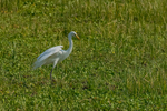 Intermediate Egret
