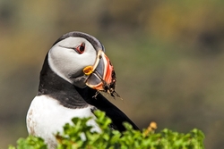 Puffin Portrait
