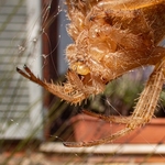 the four-spot orb-weaver, (Araneus quadratus,
