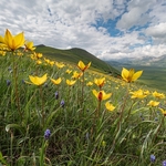 Wild Tulips (Tulipa sylvestris subsp autralis.  also T. australis) 