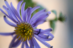 Flowers Set 10 - 03