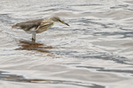 Javan Pond Heron (juvenile) fishing, Lake Beratan, Bali