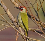 Green Woodpecker