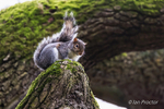 Grey Squirrel on moss covered branch, Barnett Demesne, Belfast.