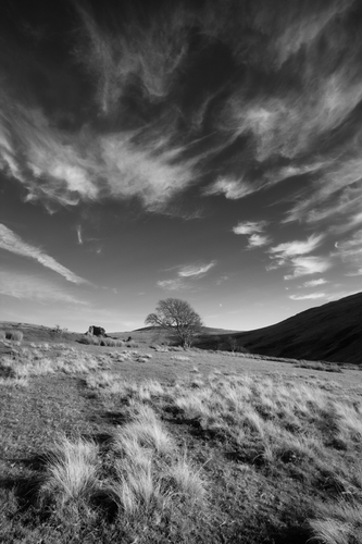 Tufts of upland grasses set against a similar looking shaped clouds at Block Eary.