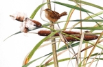 Wren in a rush