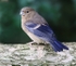 Bullfinch Juvenile