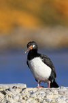 Rock Shag, front view, Carcass Island, Falklands