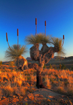 Grass Tree close-up1-8483